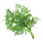 شوید ساطوری